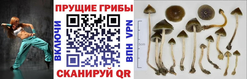 Псилоцибиновые грибы ЛСД Гвардейск